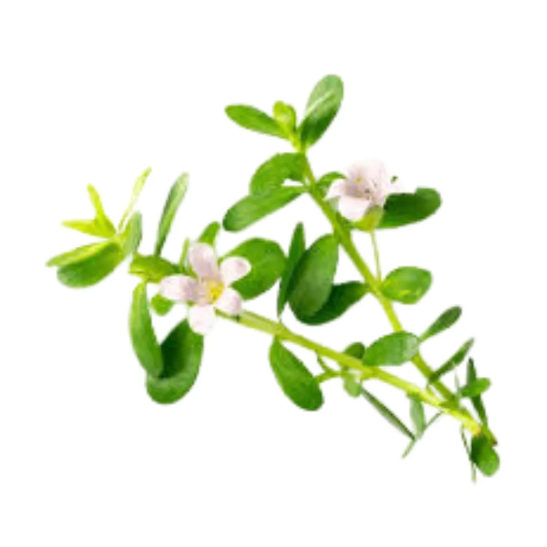brahmi